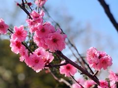 -莘庄梅园