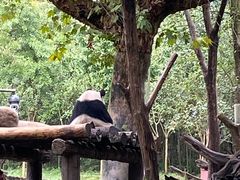 -都江堰中华大熊猫苑