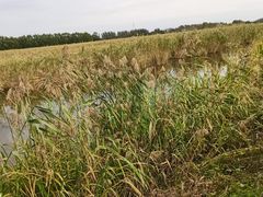 -白渔泡湿地公园