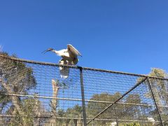 -费瑟代尔野生动物园