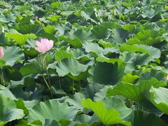 -荷塘月色湿地公园·向阳花洲