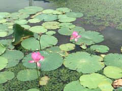 -金鸡湖桃花岛