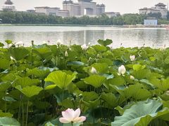 -莲花池公园