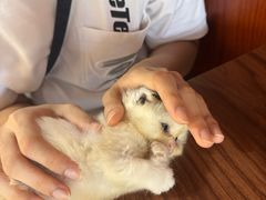 -楼上猫咖(罗湖店)