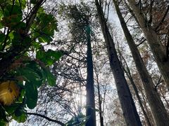 -南宁良凤江国家森林公园