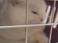 -安安宠医宠物医院·异宠·犬猫内科(岳阳分院)