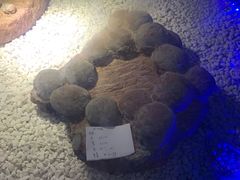 -二连浩特国家地质公园