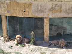 -新疆天山野生动物园