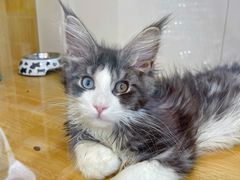 -青奢宠物·青奢猫舍