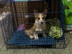 -A猫a狗全科·犬猫异宠·芥西宠物医院(南开总院)
