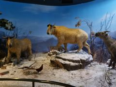 -陕西自然博物馆