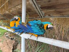 -西霞口神雕山野生动物世界