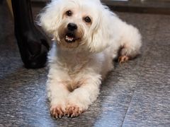 -爱侣宠医·鹦鹉专科·小型哺乳类·异宠专科(灵石路店)