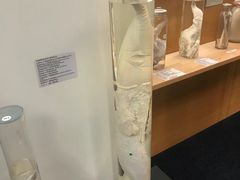 -冰岛阴茎博物馆