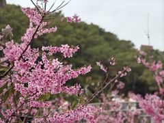 -狐尾山公园