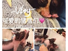 -浣熊柯尔鸭土拨鼠·电玩咖