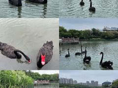 -五缘湾湿地公园
