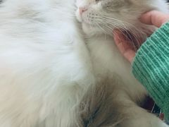 -平行世界·猫咖(首经贸店)