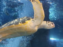 -太平洋海底世界