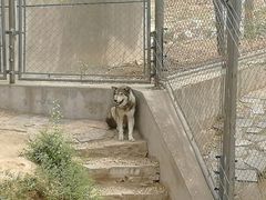 -石家庄市动物园