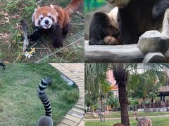 -灵玲国际马戏城