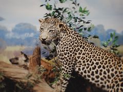 -陕西自然博物馆