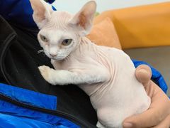-北京观赏动物医院·24小时大型综合·猫专科·异宠专科
