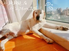 -全心全意连锁动物医院·微创中心·内科急重症·心脏专科(丰管路店)