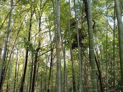 -青龙山国家森林公园
