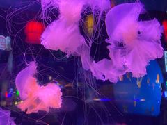 -太平洋海底世界