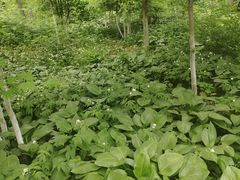 -沈阳植物园
