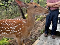 -大连森林动物园