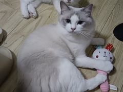 -伟伟宠物医院·瑞派猫友好医院·猫科(光谷店)