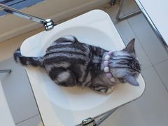 -怪兽屋·羊驼·猫咖·狗咖(俊华广场店)