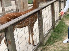 -前小桔亲子创意农场·草莓采摘·露营烧烤