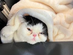 -萌兽医馆·犬猫专科·眼科中心·宠物医院(朝阳门分院)