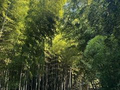 -树山生态村