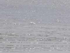 -深圳湾公园(南山区)