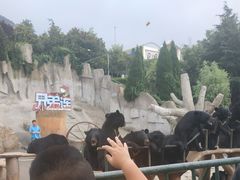 -东方熊牧场