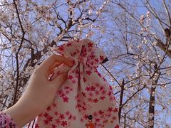-桃花堤公园
