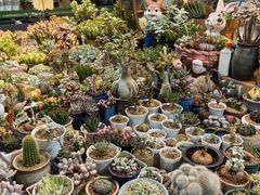-朝来春花卉市场