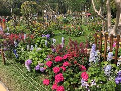 -深圳仙湖植物园