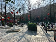 -神仙树公园