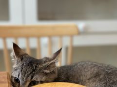 -楼上猫咖(罗湖店)