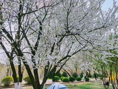 -永定河休闲森林公园