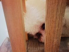 -柴迷FANS CLUB·柴犬狗咖·猫咖
