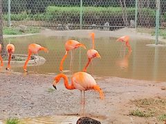 -石家庄市动物园