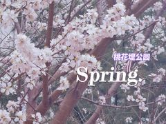 -桃花堤公园