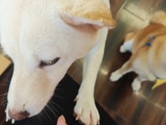 -豆柴町-柴犬主题狗咖(红鼎国际C座店)
