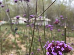 -莲花山花海